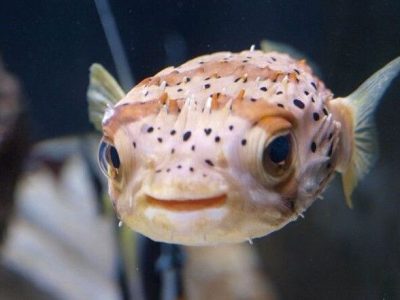 From Pufferfish Poison to Precision Pain Relief